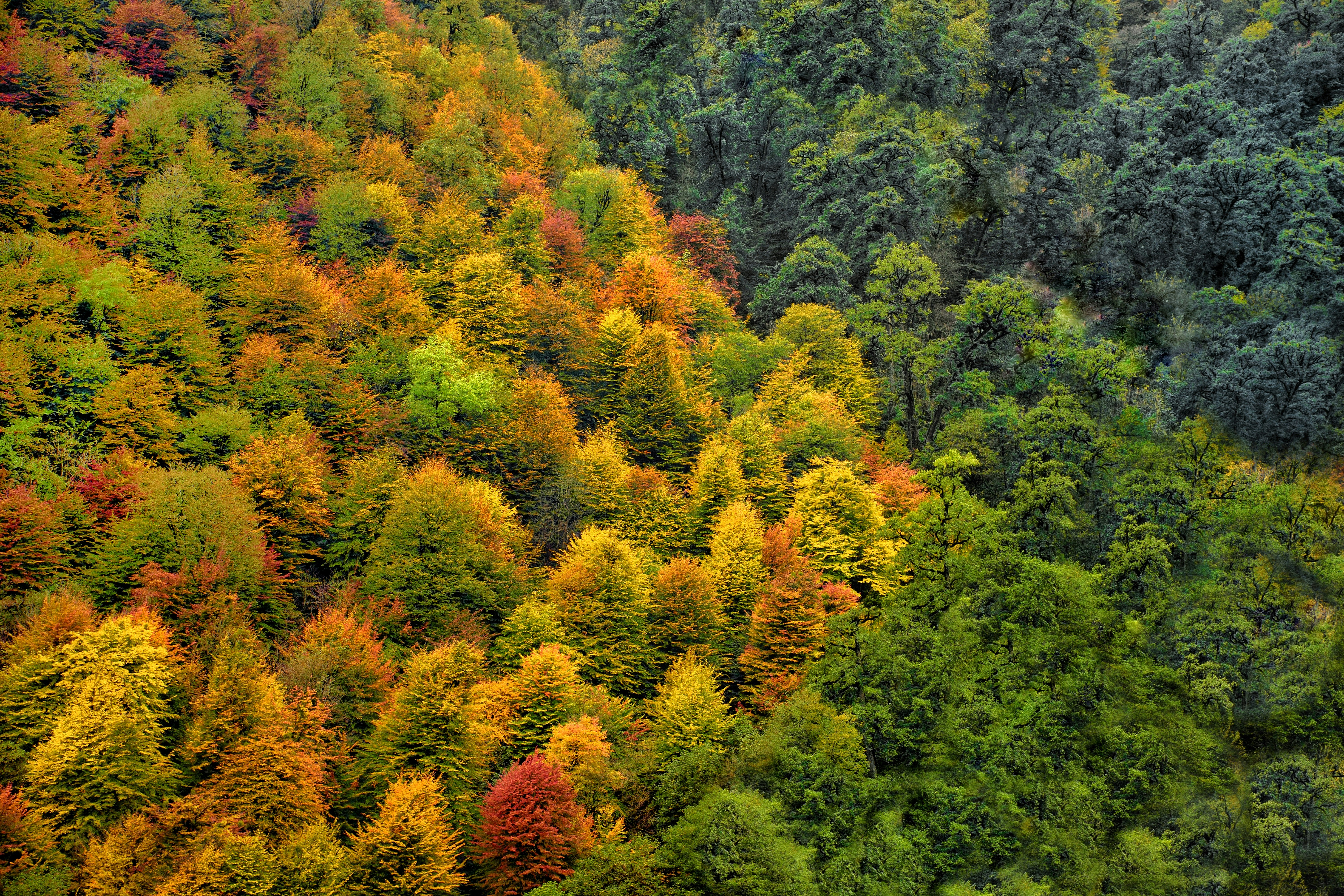 green and orange trees during daytime