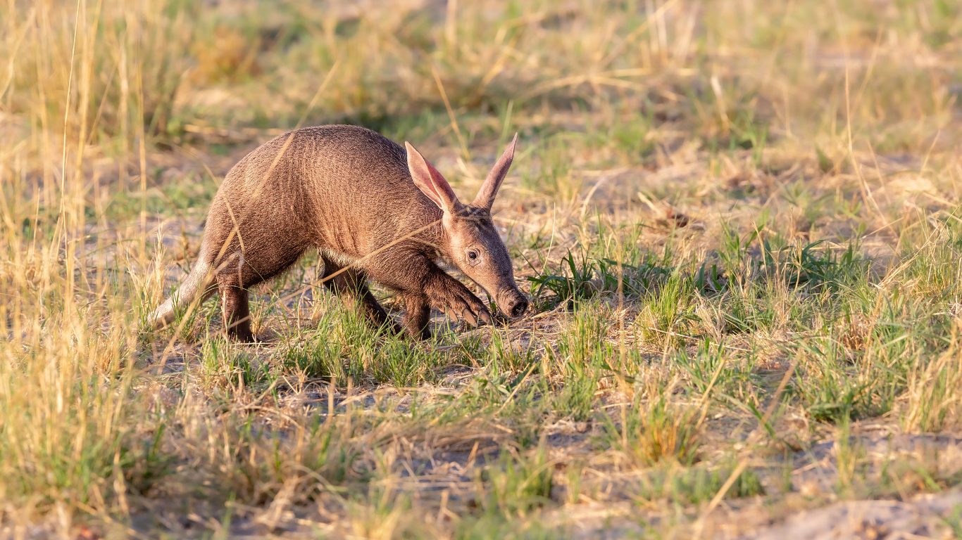 Africa's Hidden Excavator