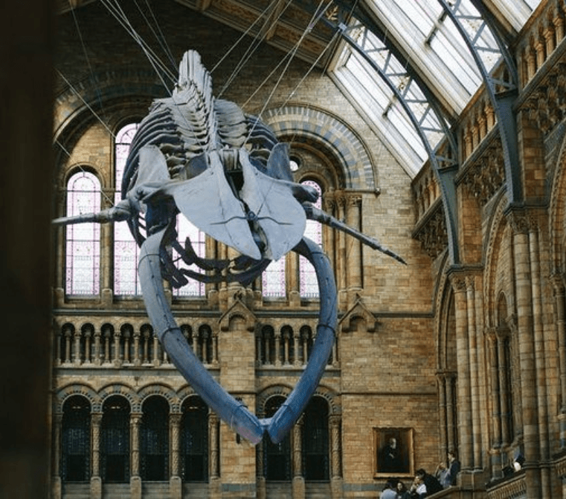 London Natural History Museum Family Dinosaur Discovery Tour- Blue Whale Skull hangs from the ceiling of the Natural History Museum in London