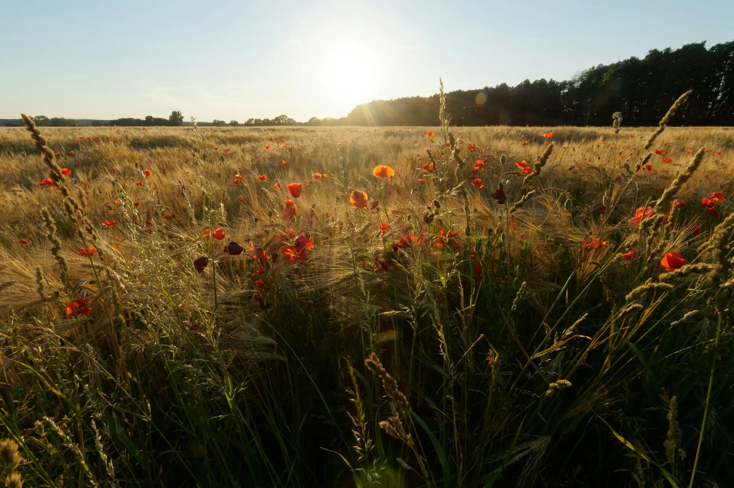 Kloster Lehnin, Kornfeld mit Mohnblumen im Abendlicht