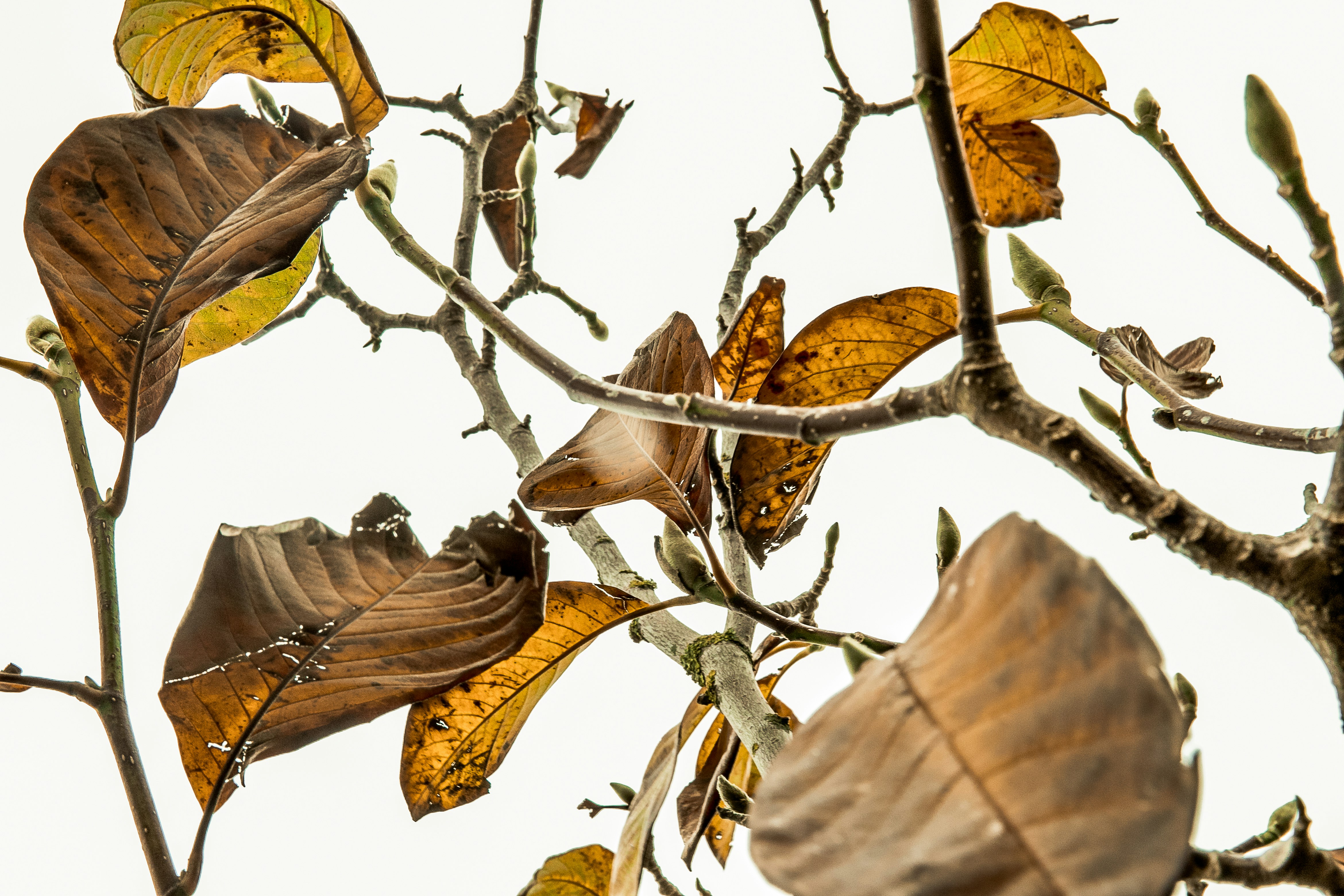 Prune dead or damaged branches to encourage new growth and shape plants.