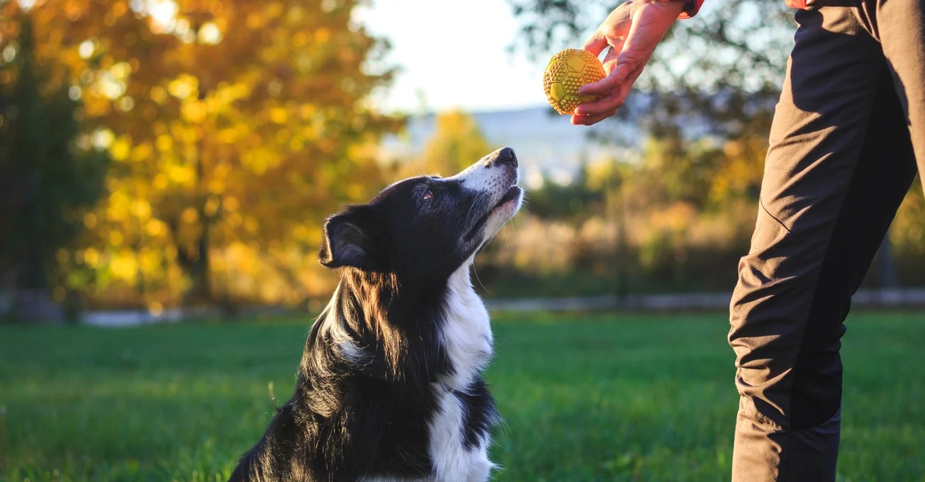 A dog eagerly looking up at its owner holding a ball at JLT Dog Park in Dubai, showcasing the vibrant dog parks in Dubai for outdoor fun.