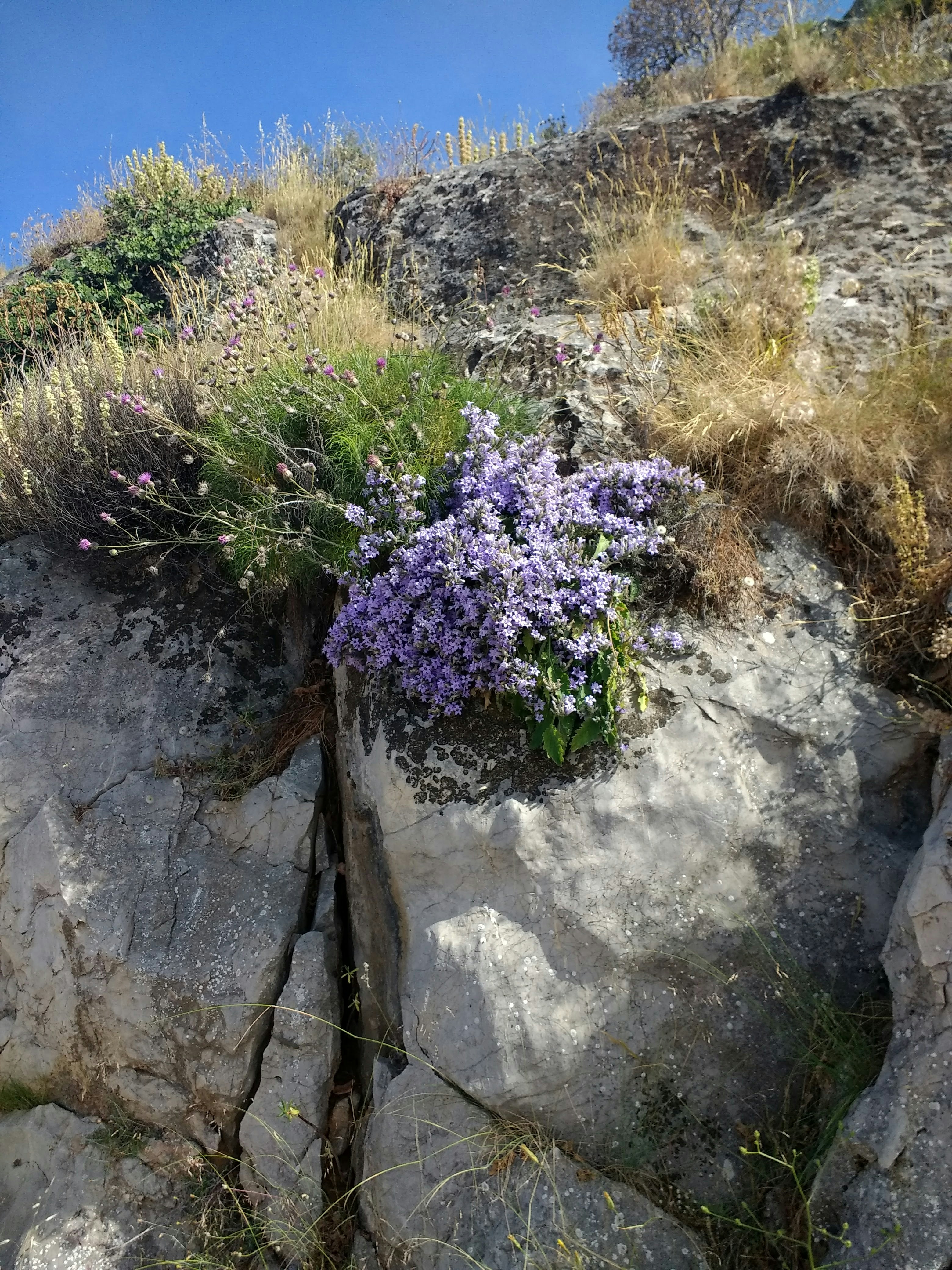 A purple flower growing out of a crack in a rock