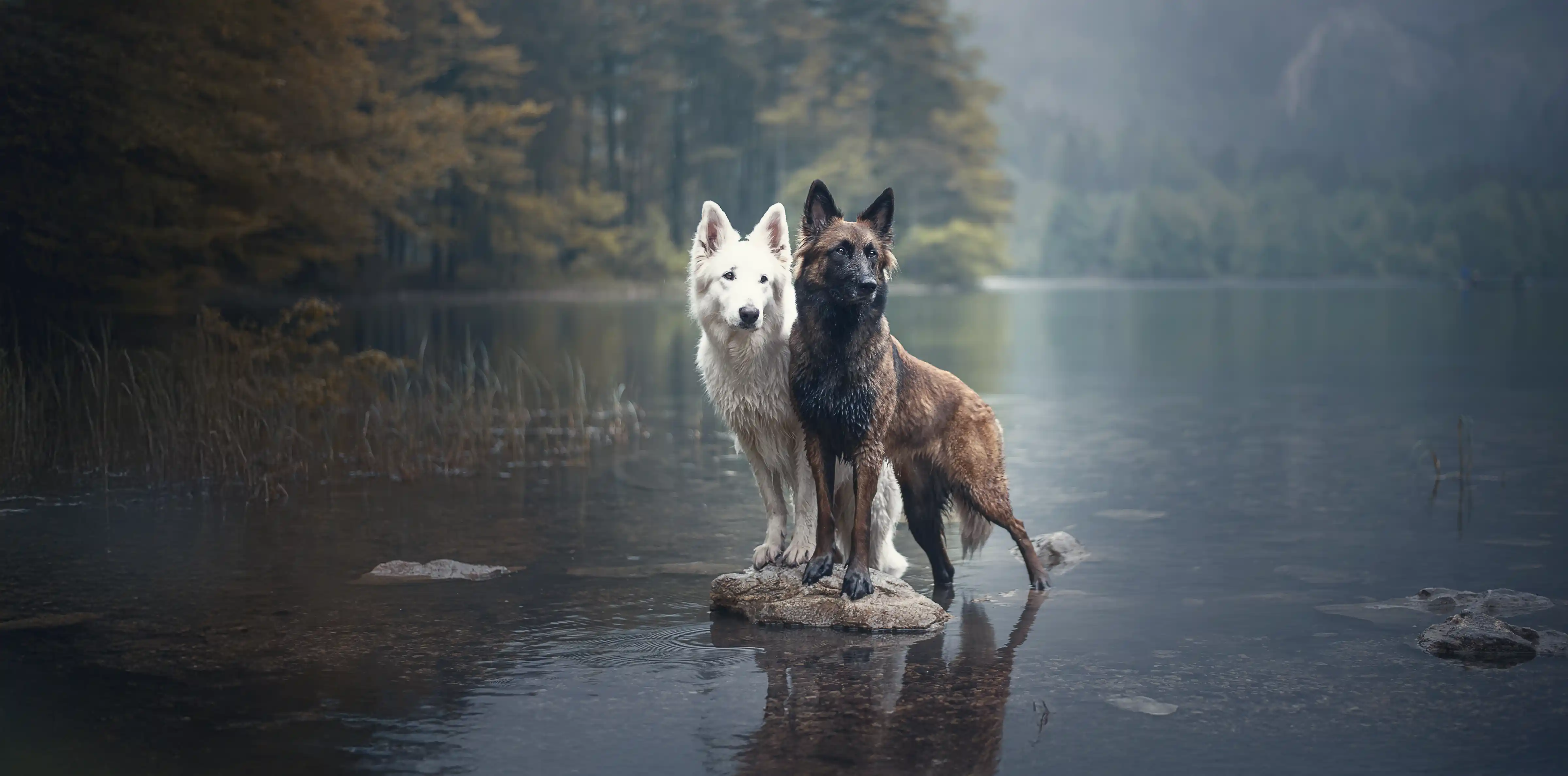 Willow Park Animal Clinic