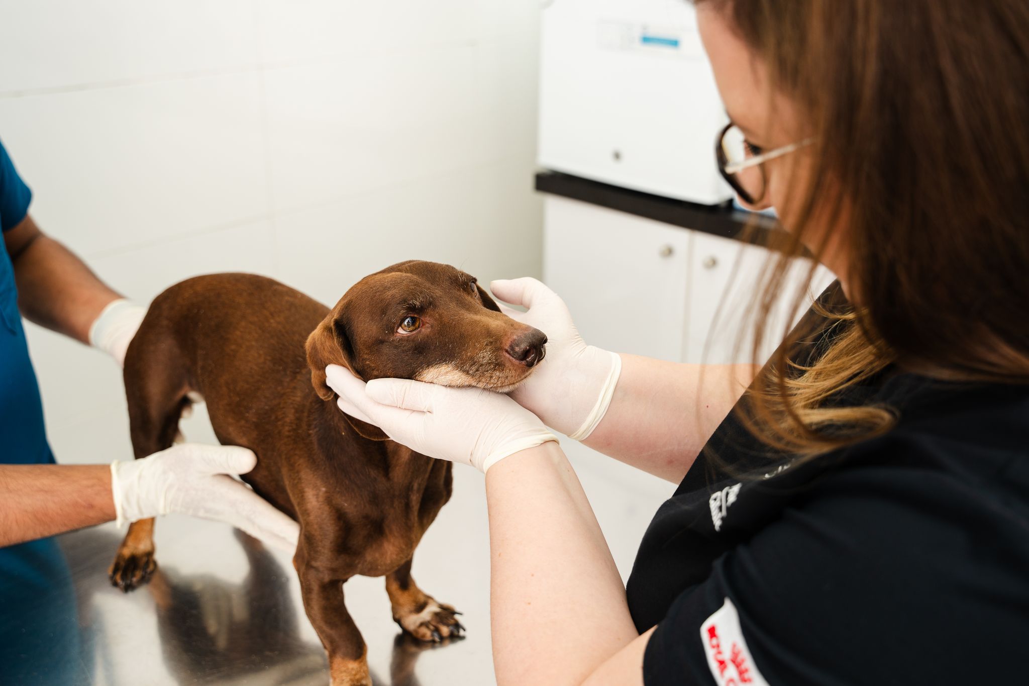 Two veterinarians are examining a brown dog before providing the vaccinations.