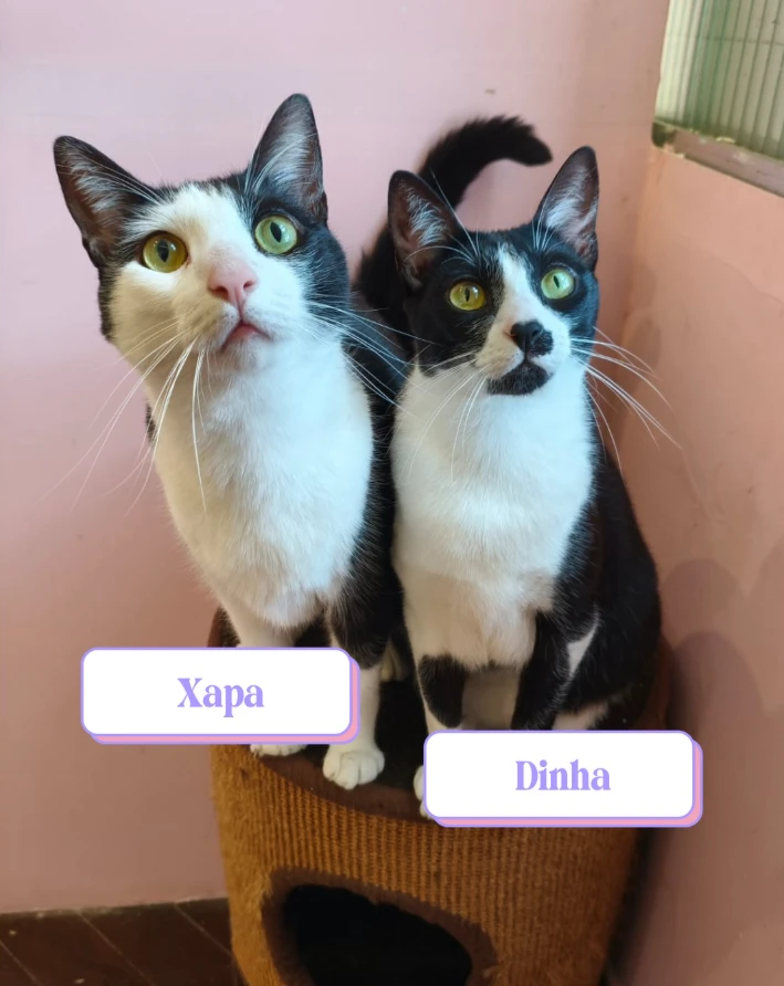 Dois gatos pretos com branco sentados lado a lado em cima de uma casinha de sisal. Xapa, à esquerda, tem o rosto predominantemente branco com orelhas pretas. Dinha, à direita, tem uma mancha preta característica no focinho. Ambos têm olhos amarelos atentos.