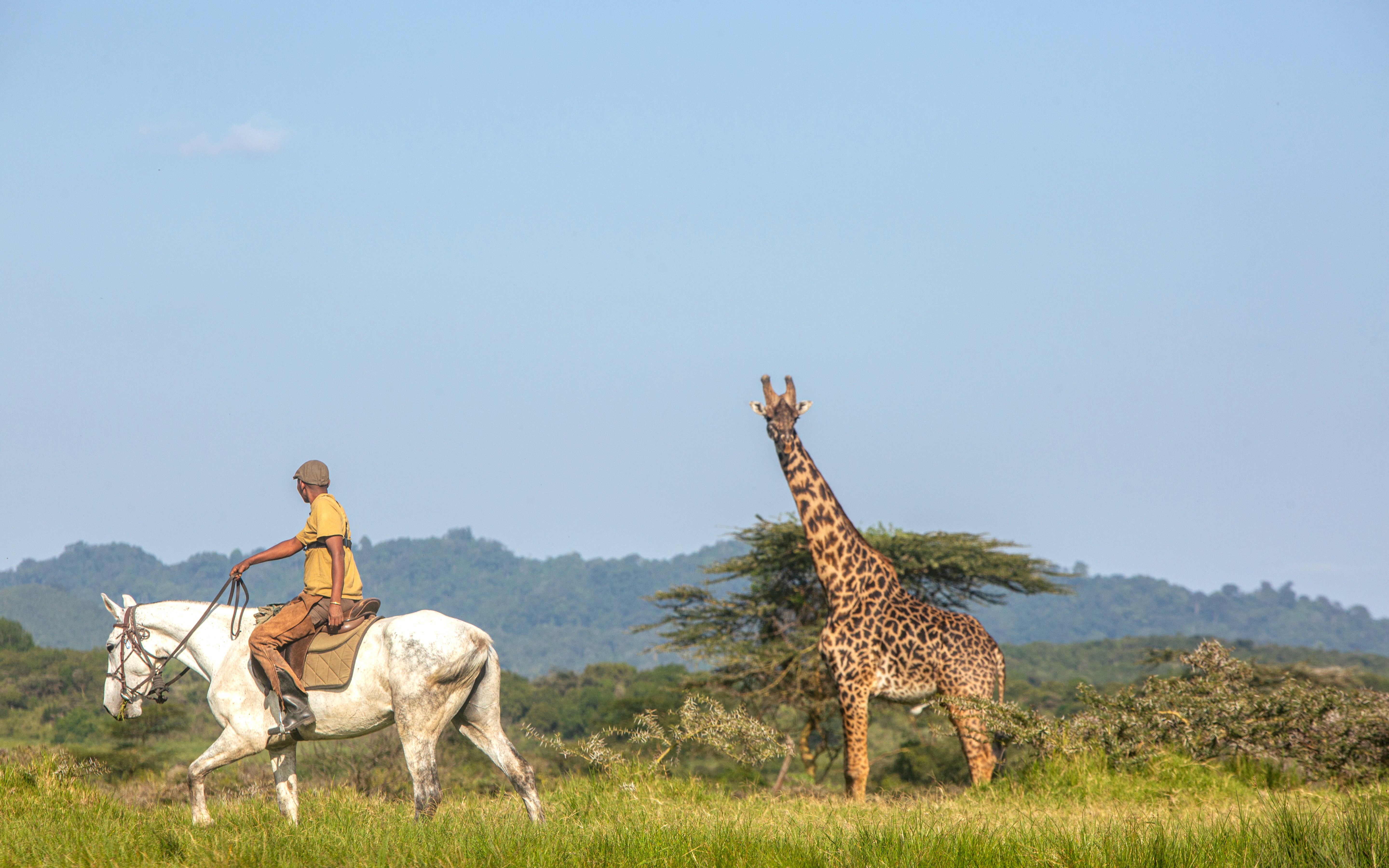 Kilimanjaro Elephant Ride ridsafari, Tanzania. Ryttare till häst på ridresa skrittar förbi en giraff i grönt och frodigt landskap.