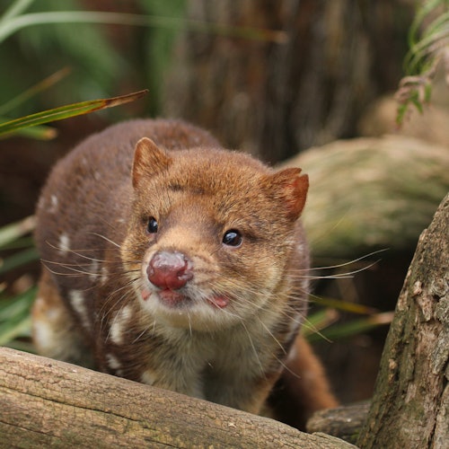 Bonorong Wildlife Sanctuary: Entry Ticket