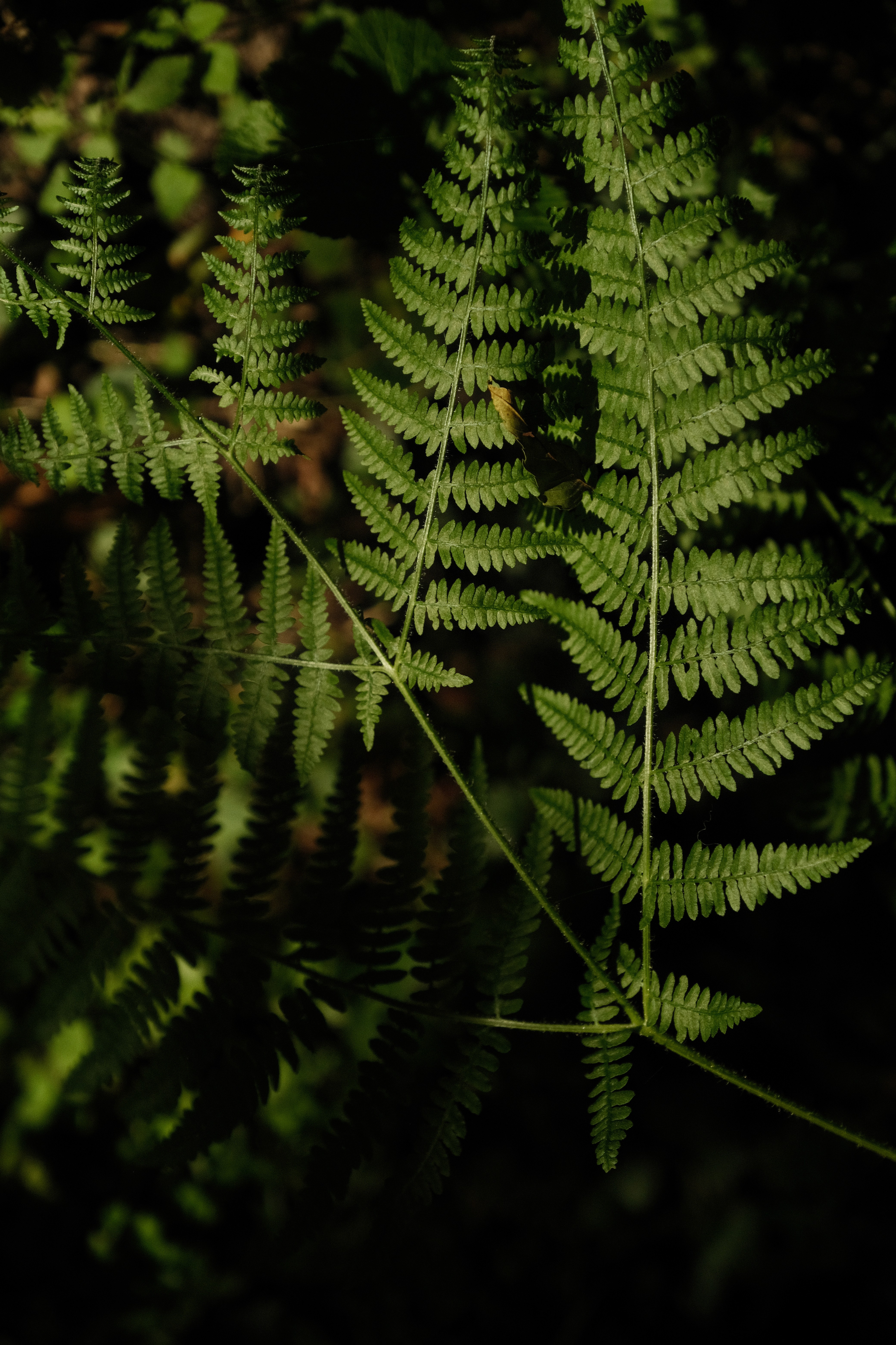 Eva Visser Fotografie Portet Familie Shoot