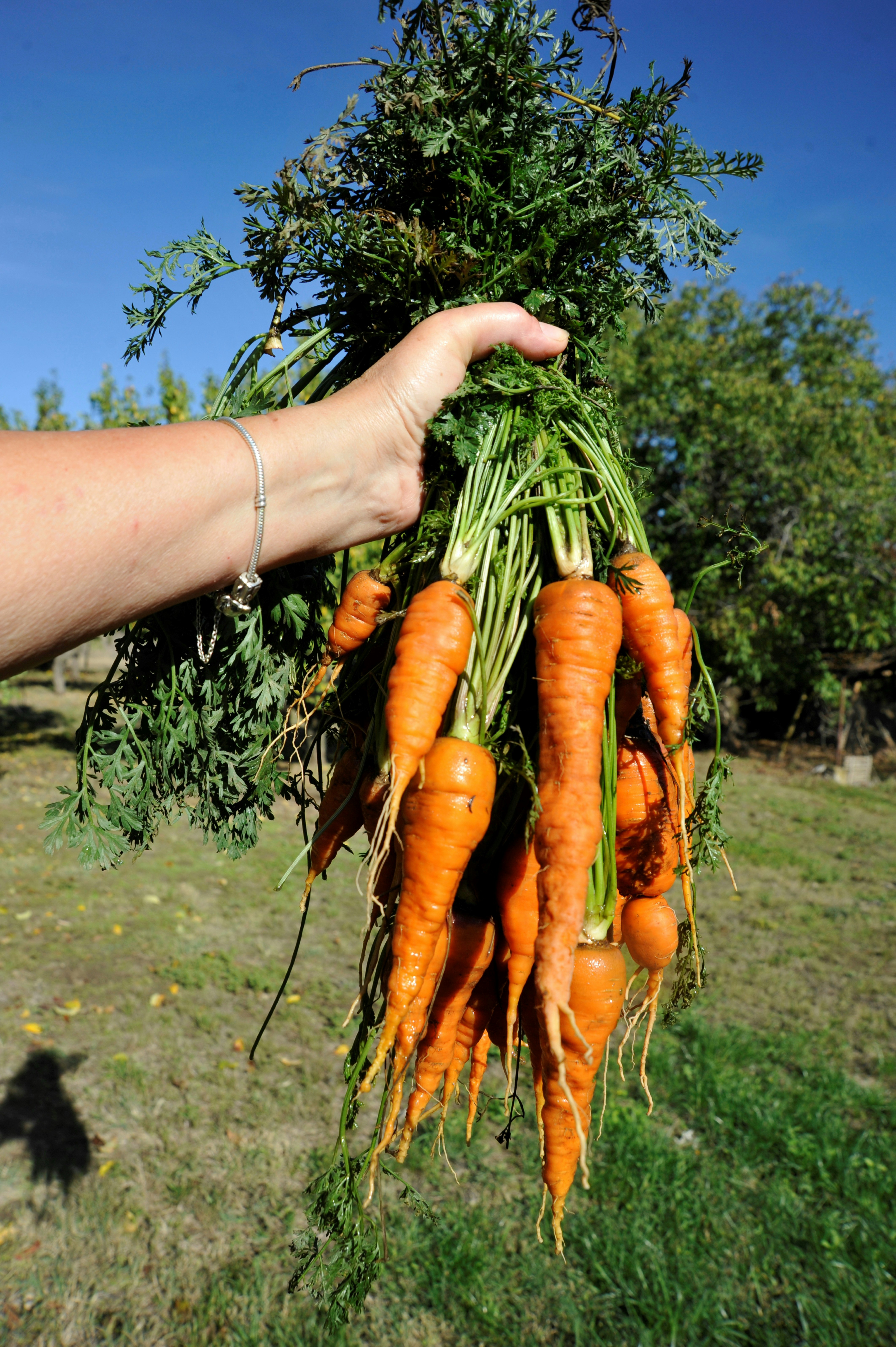A person holding a bunch of carrots in their hand