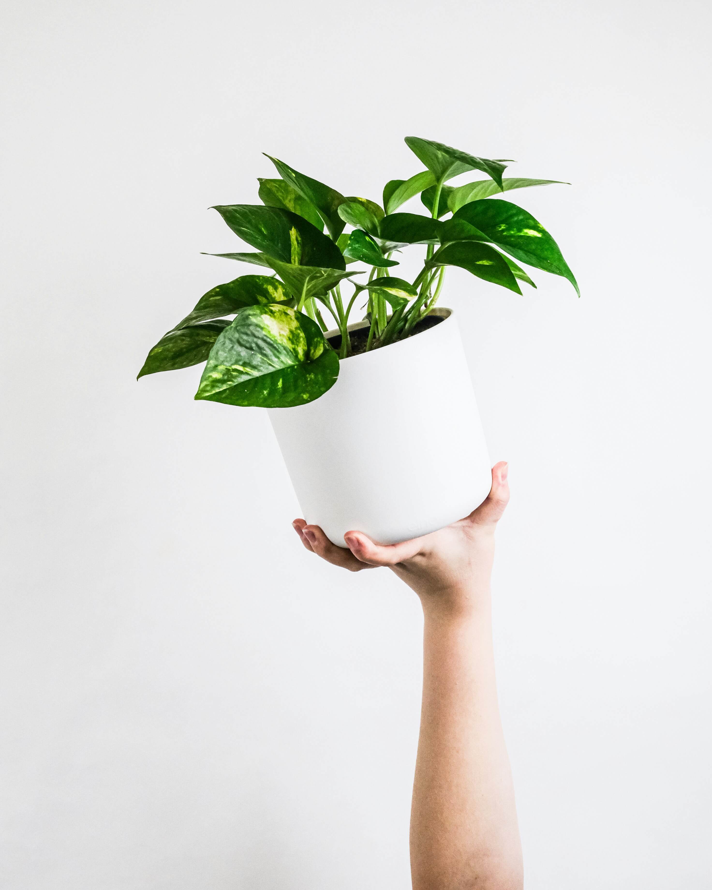 green-leafed plant in white pot (Background Removed)