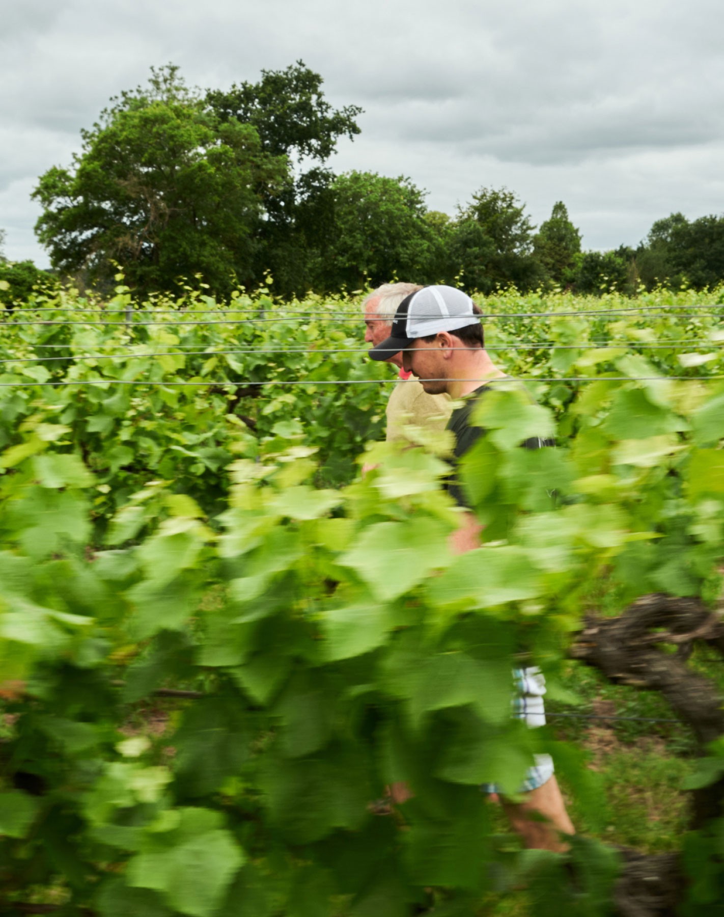 Chef's Farms – GEORGE COSBY STUDIO | Brand Worlds Built At Moments Of Change