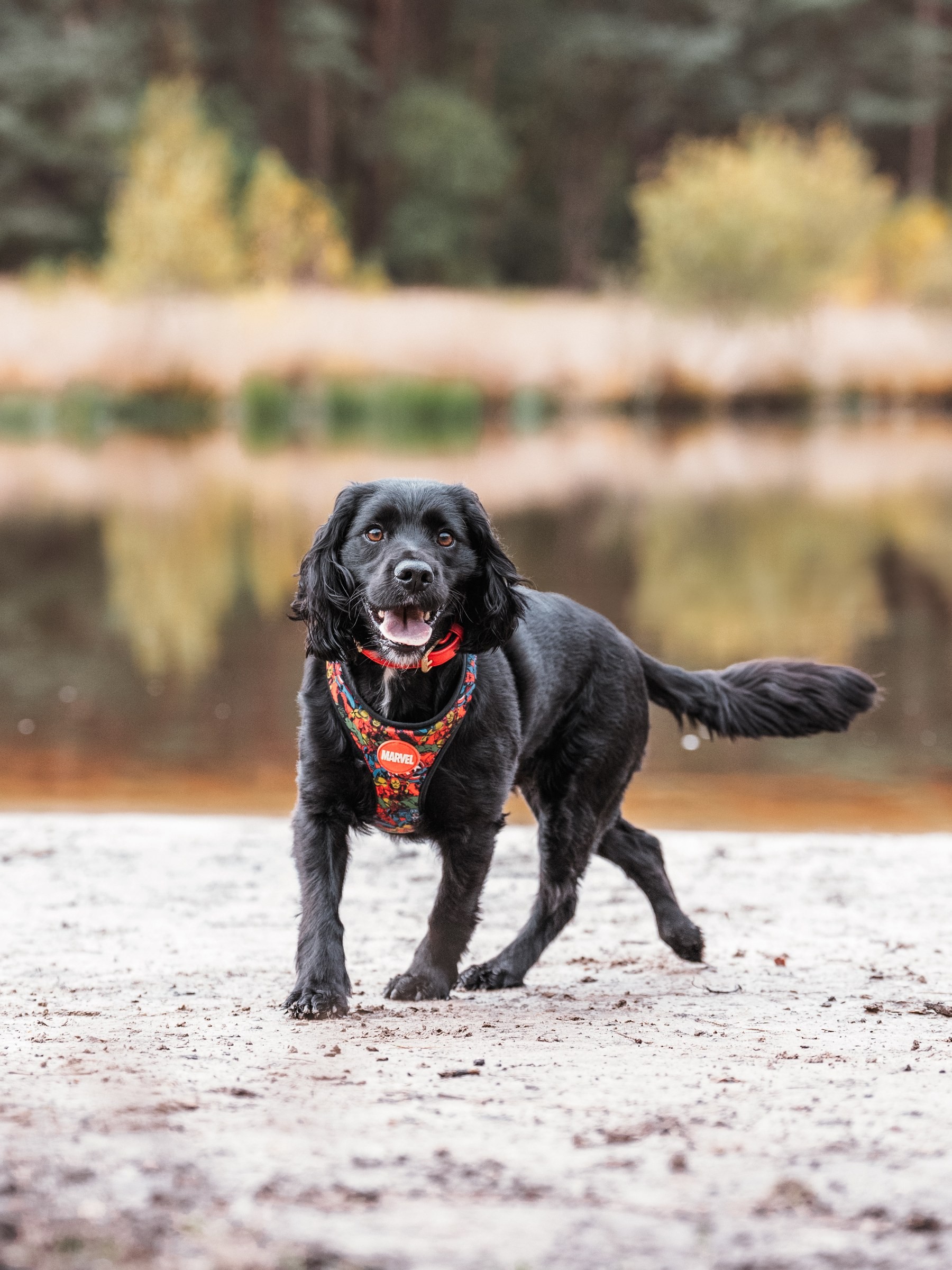 PORTRAITS · A dog enjoying a walk beside the water.