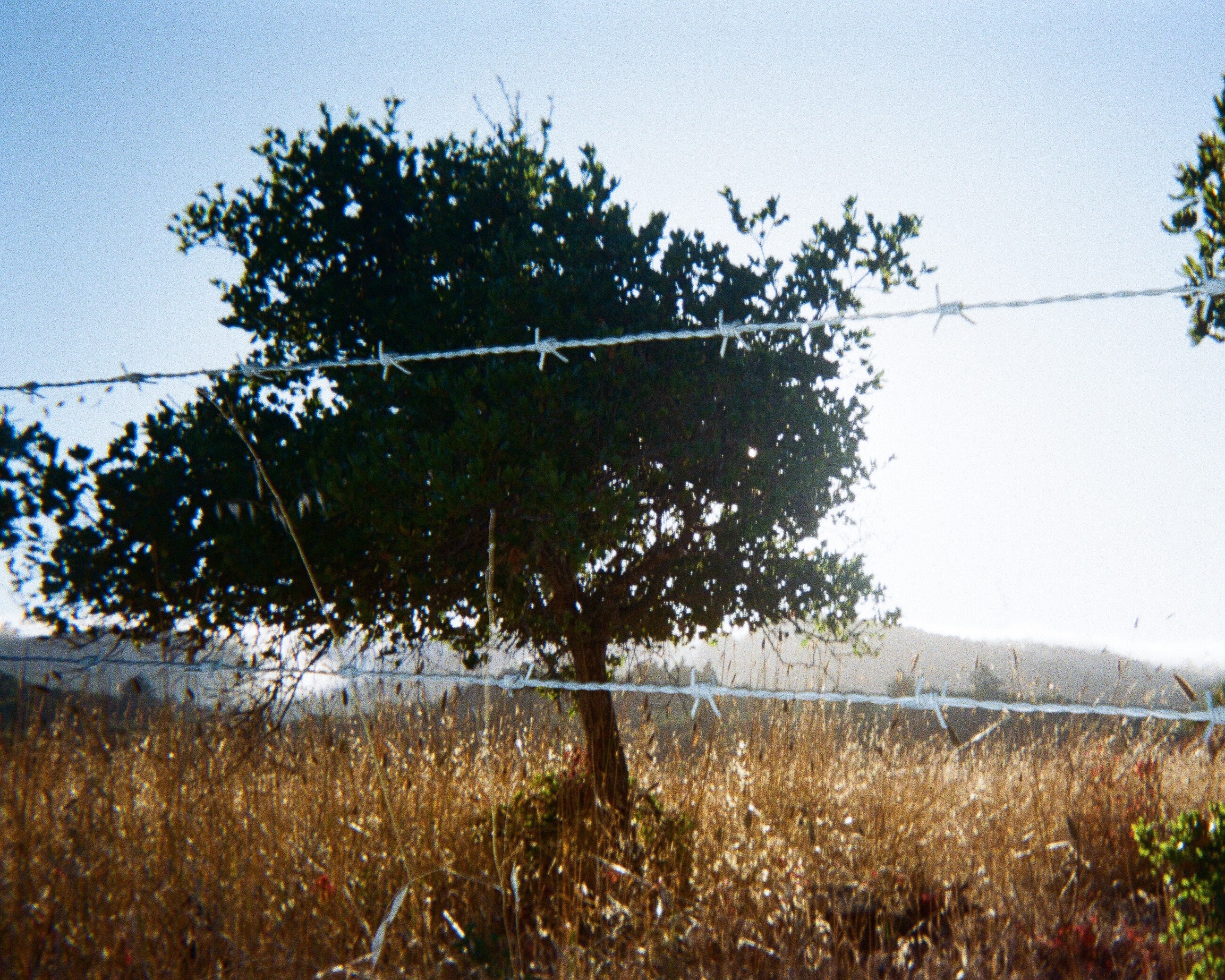 fall 2024. nikon z5. san jose, ca.