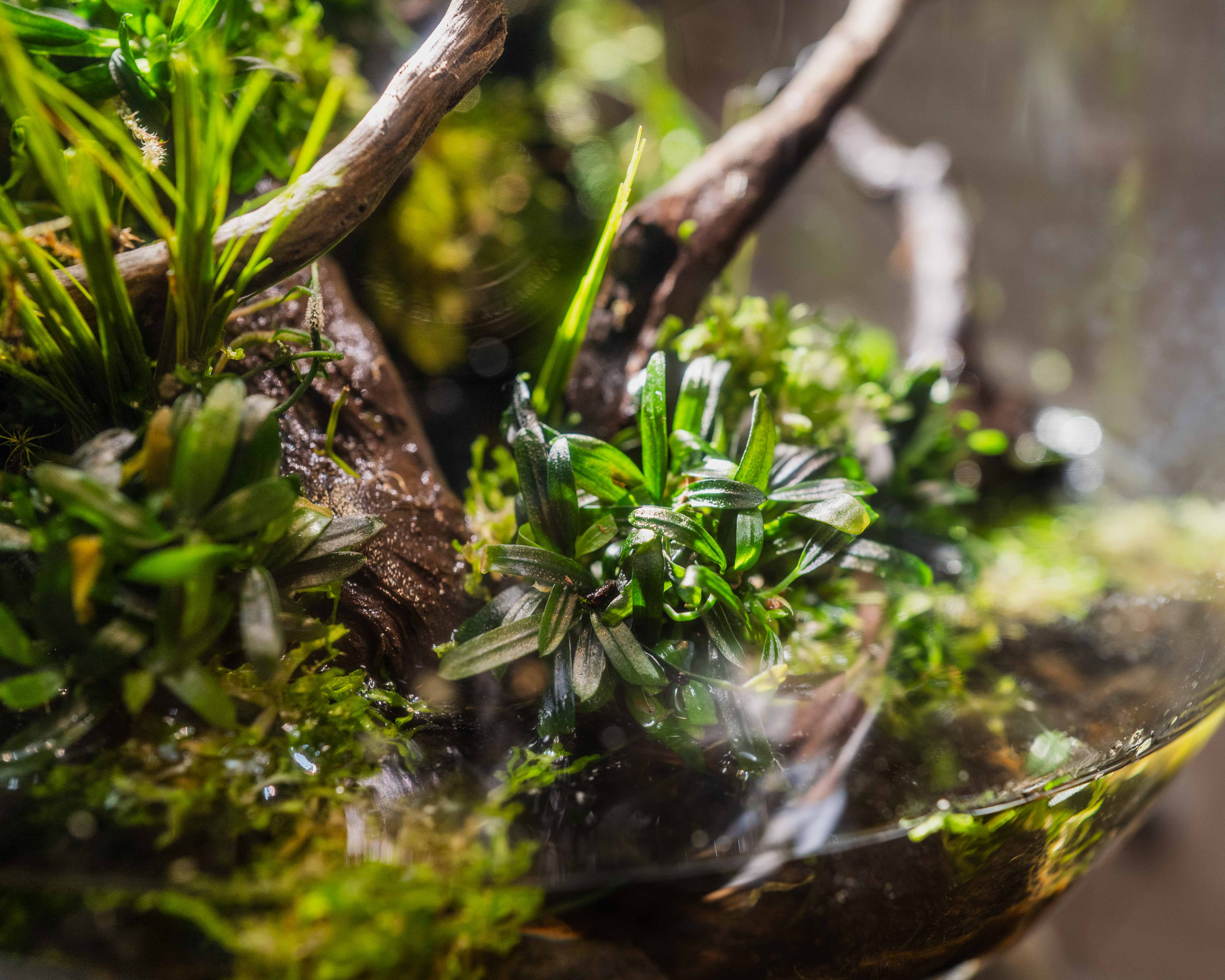 Bucephalandra Serimbu Brown - Easy Aquarium Plant Bucephalandra sp