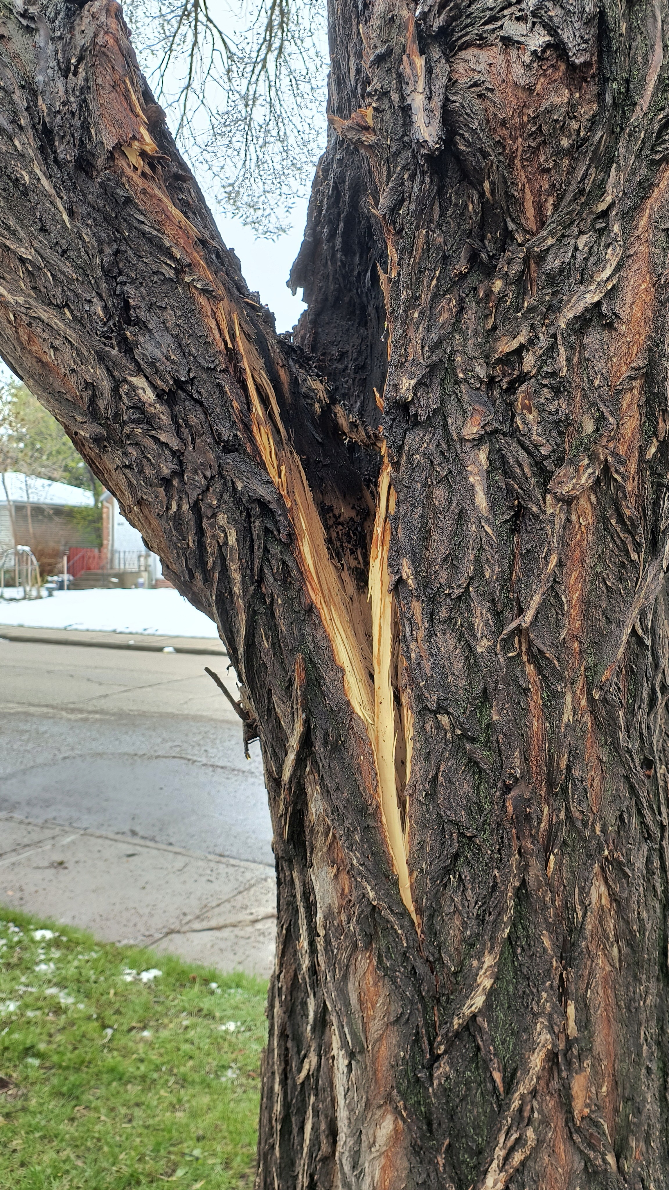 A tree with a sever split