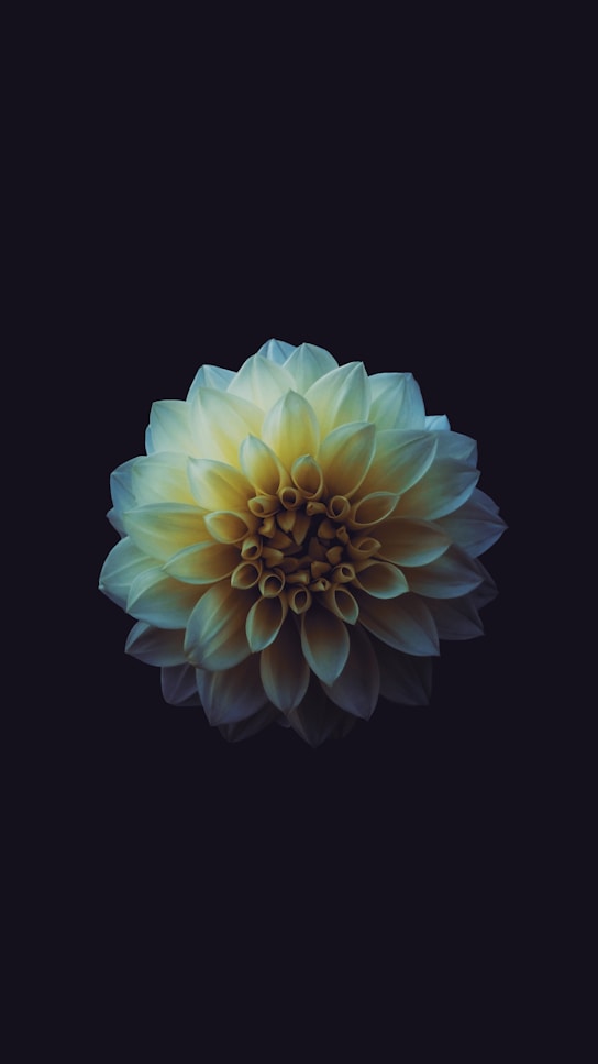 A single yellow and blue flower blooms on a solid black background