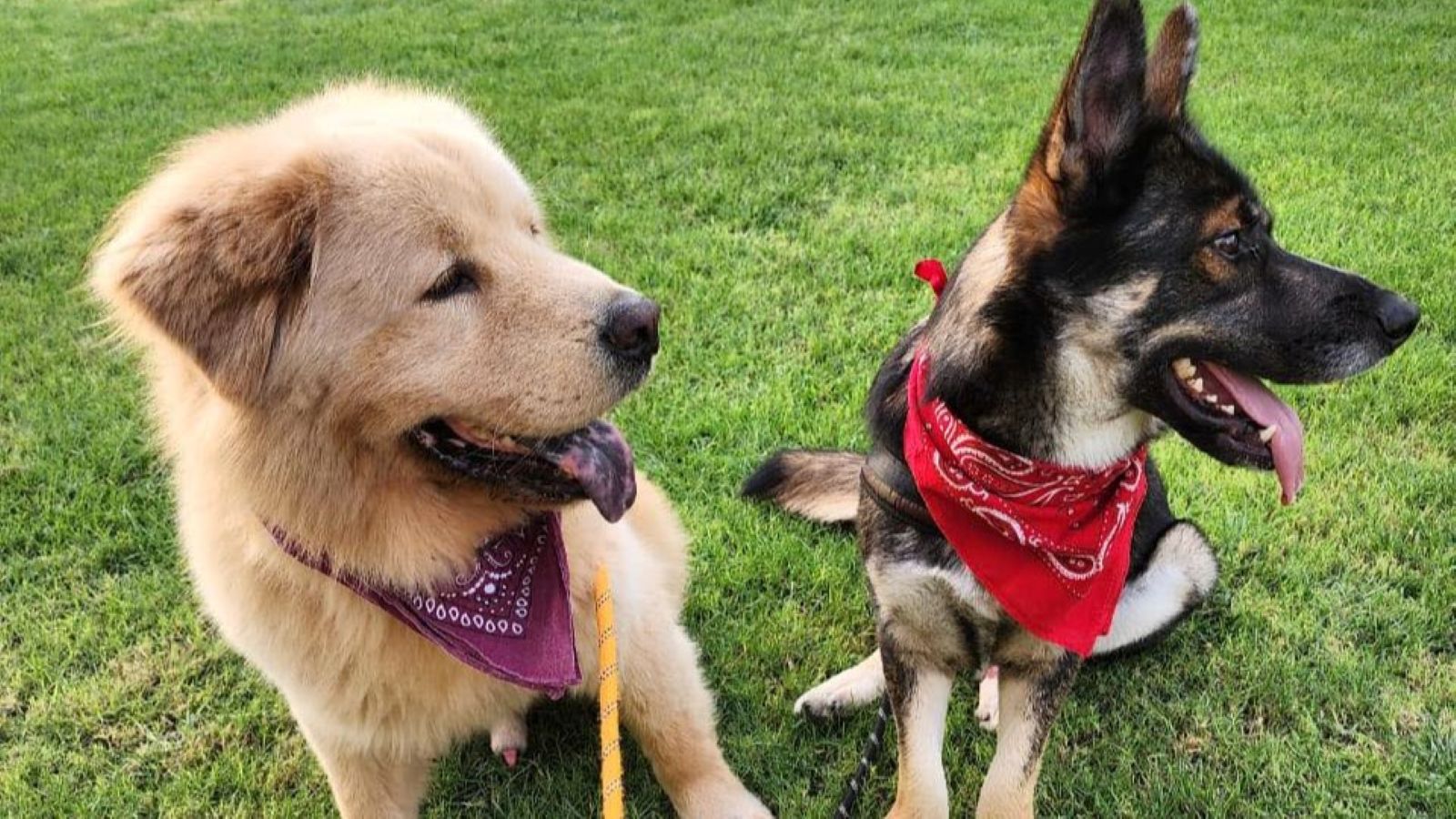 Two dogs are wearing colored handkerchiefs and sitting on the green grass.