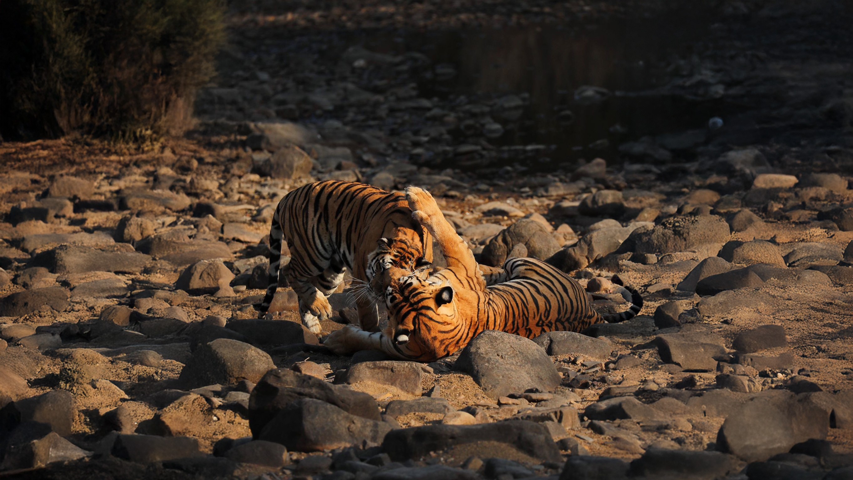 tales-from-the-ken-a-journey-through-panna-s-tiger-country