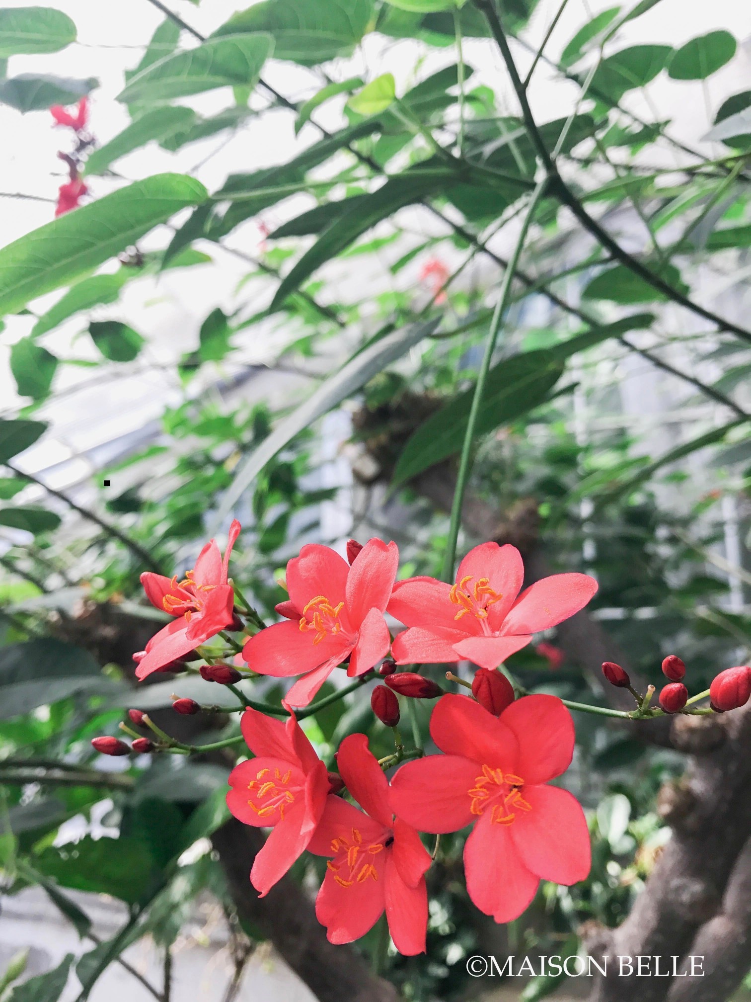 botanische tuinen kopenhagen