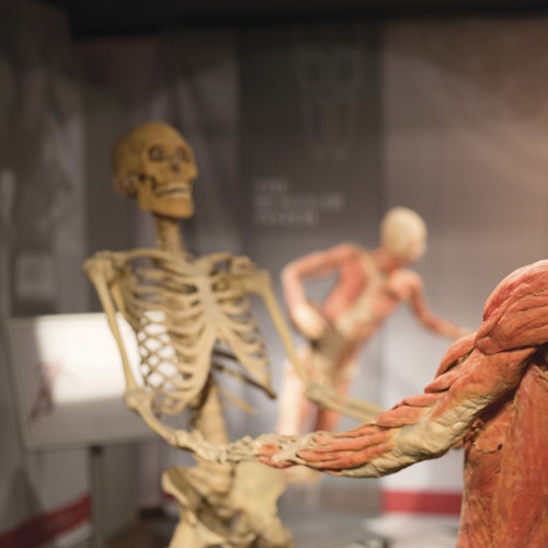 一个解剖展示，展示骨骼模型和肌肉系统模型，位于灯光较暗的博物馆展览中。