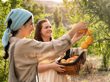 Femmes cueillant des oranges dans un verger.