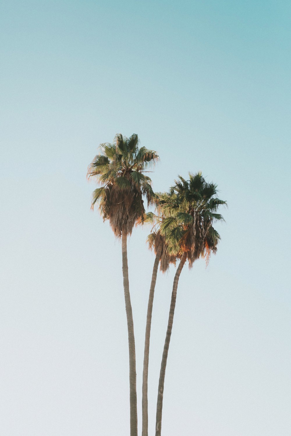 Two tall palm trees with lush green fronds against a clear blue sky, framed in a circular white border.