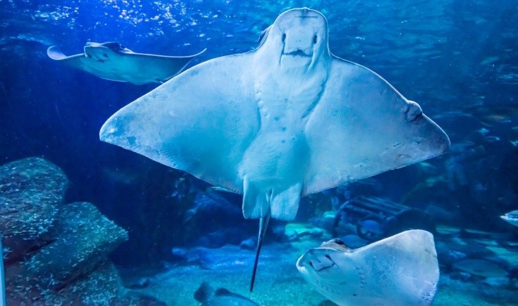 Blick ins Aquarium des Sea Life Berlins