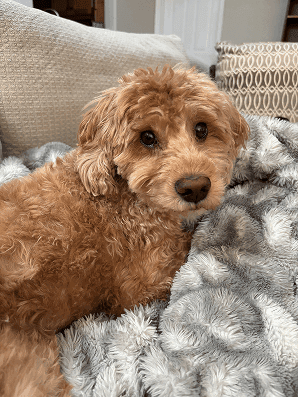 photo of Nugget, a client's dog