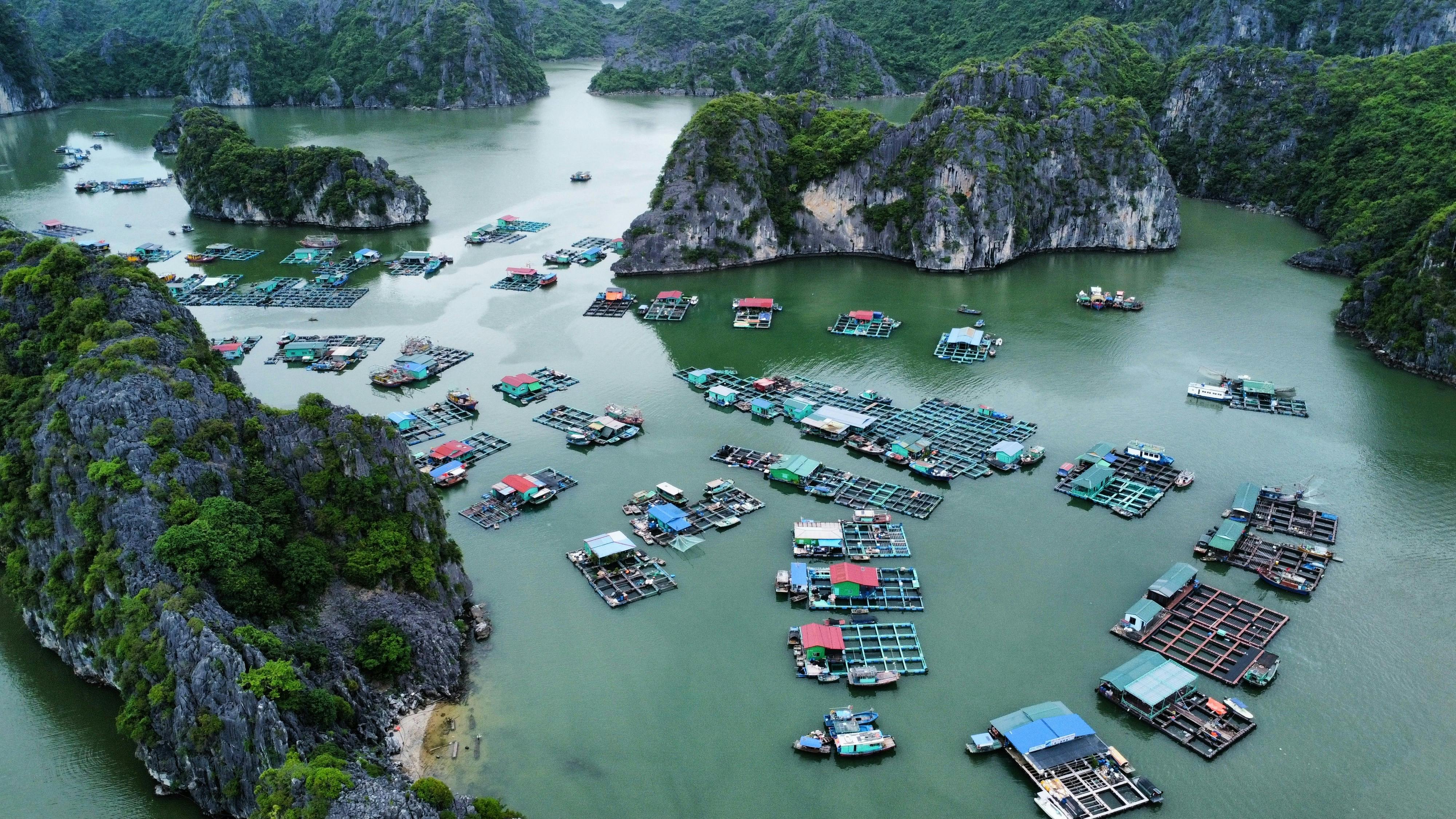 red flowers near body of water during daytime