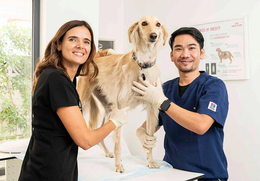 Two pet dermatologists are examining a dog on a table.