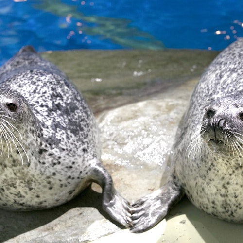 麥克斯水族館品川