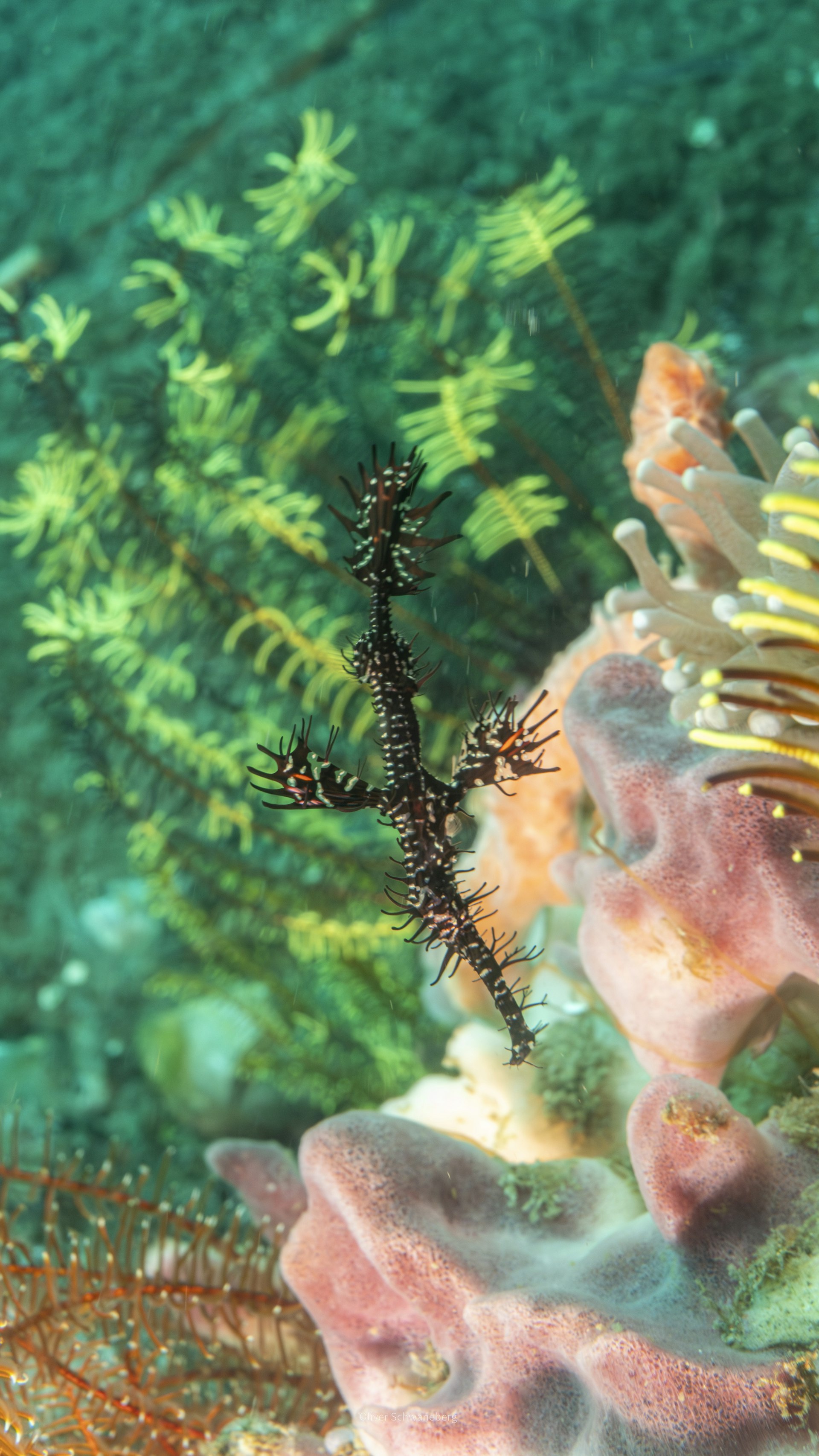 Ornate ghost pipefish sheltering among a feather star and sponge
