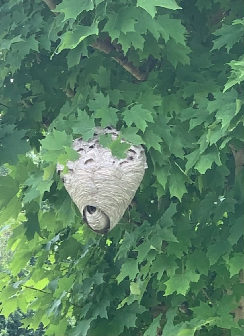 Hornet and Wasp Removal in Johnson City TN