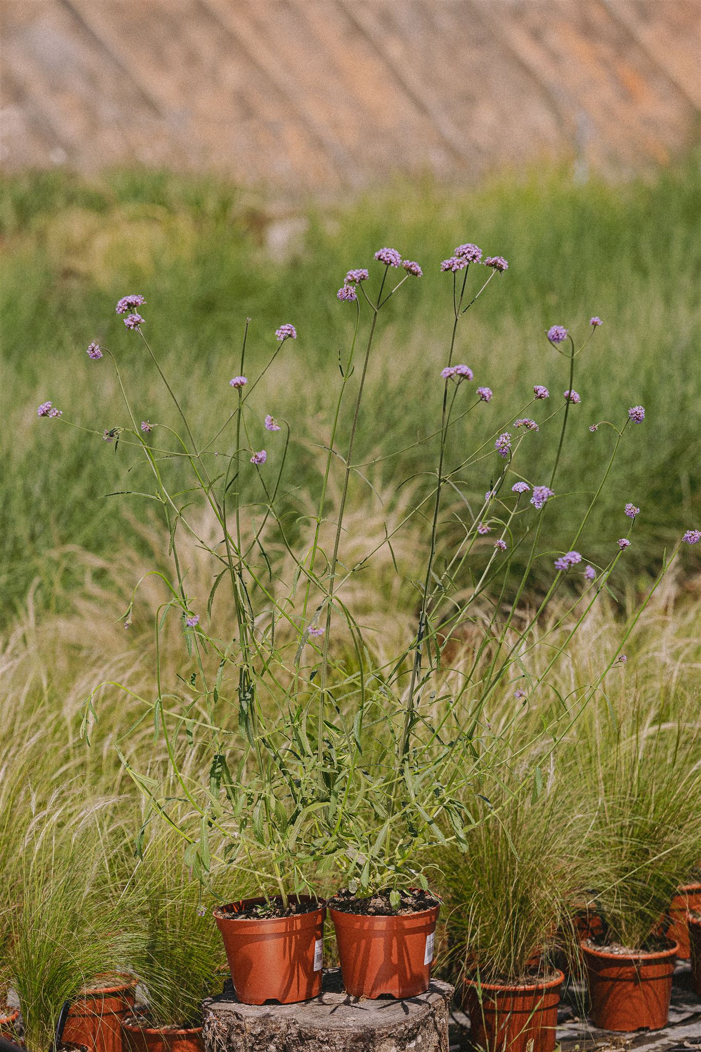Tomillo Eiviss Garden