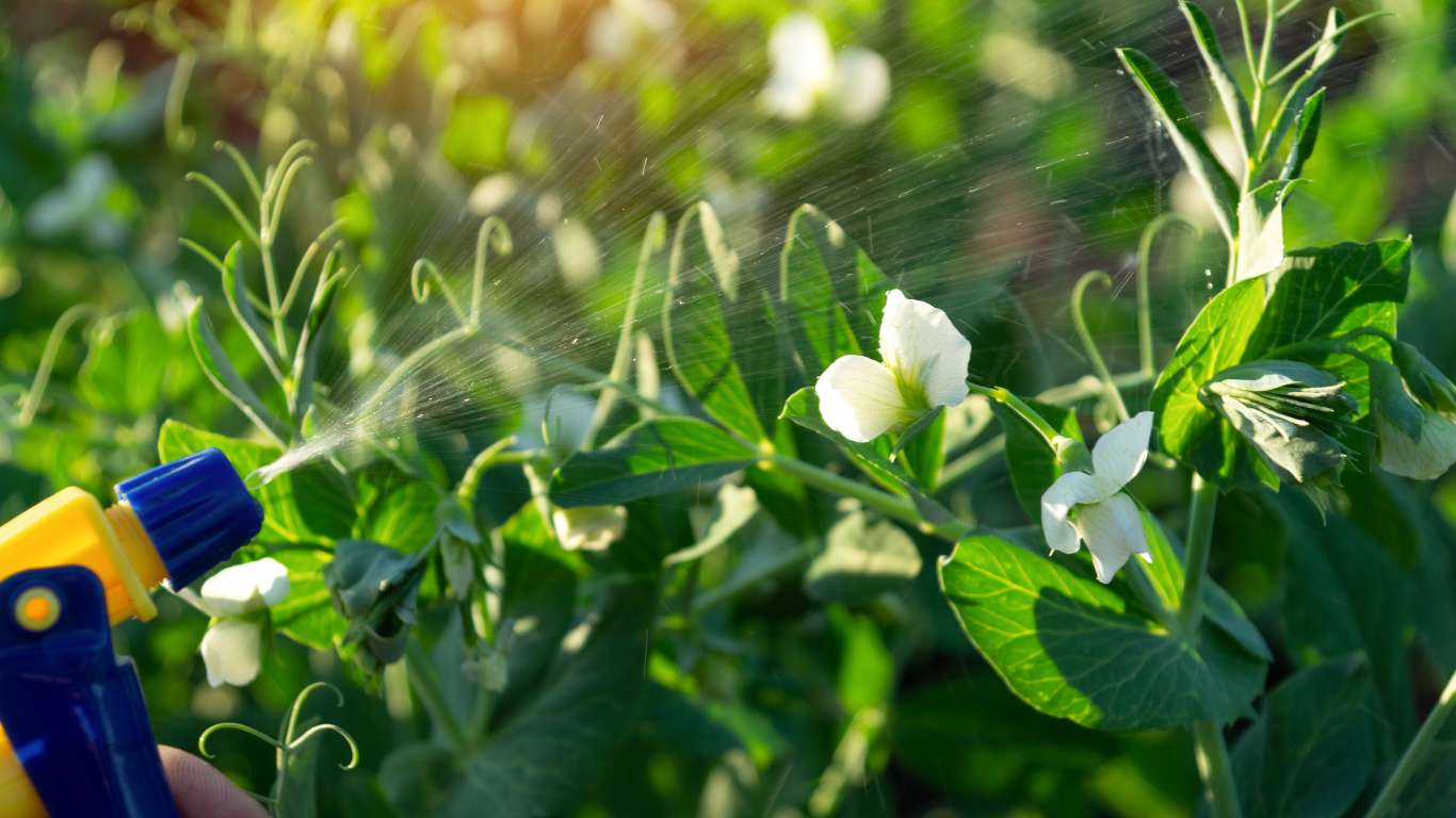 Residential Pest Control