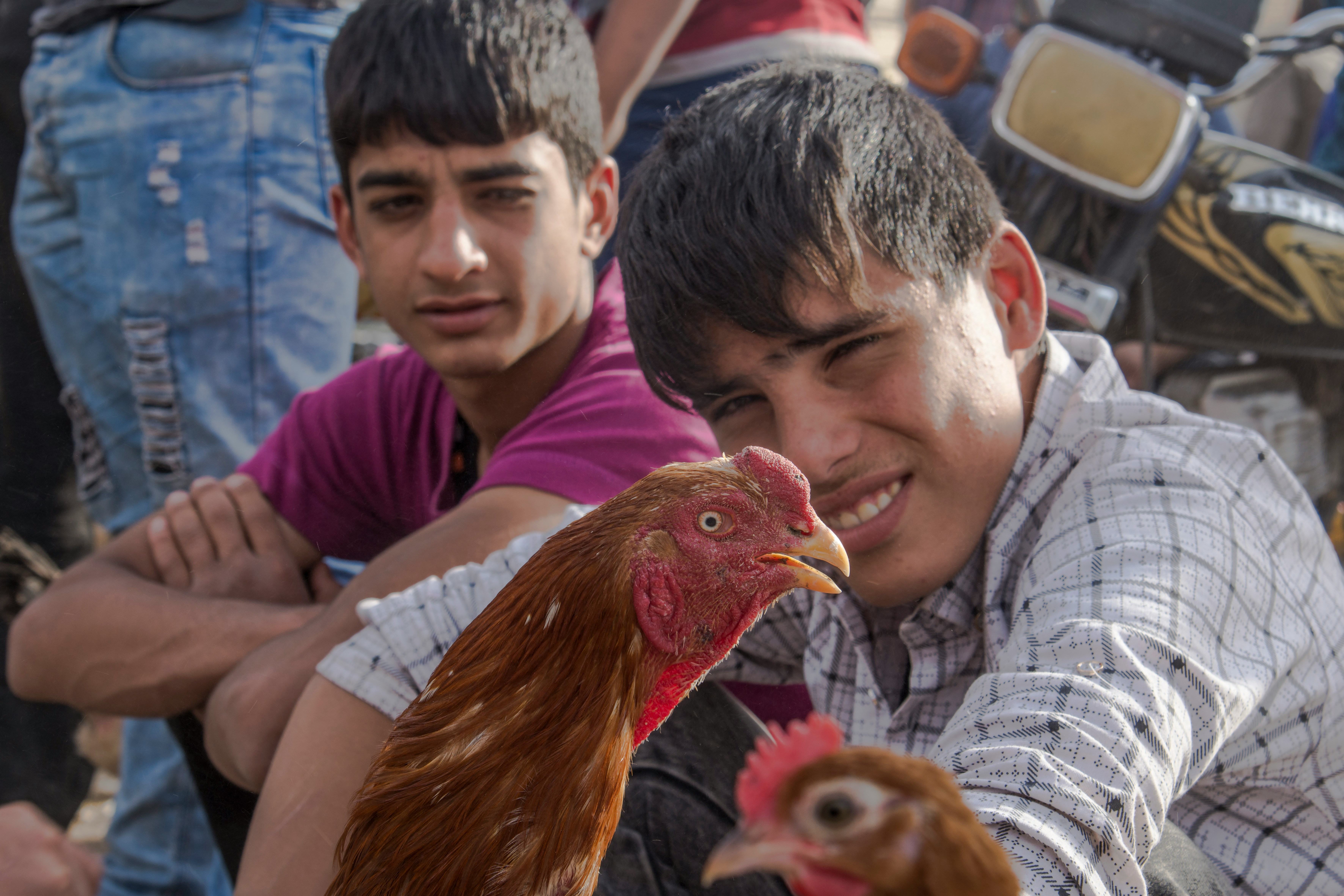girl in white and black stripe shirt holding brown rooster