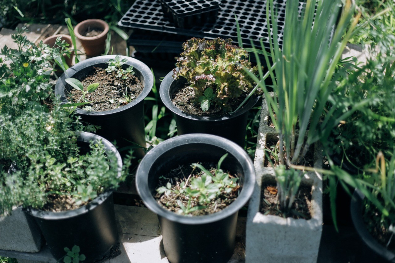 Vasos pretos com mudas de ervas e plantas variadas, vistos de cima