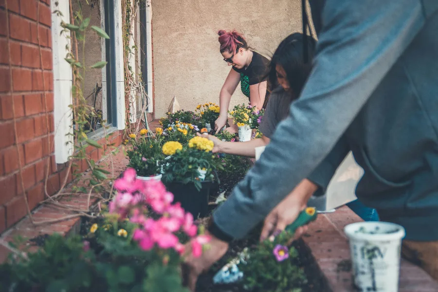 People caring for a flowerbed