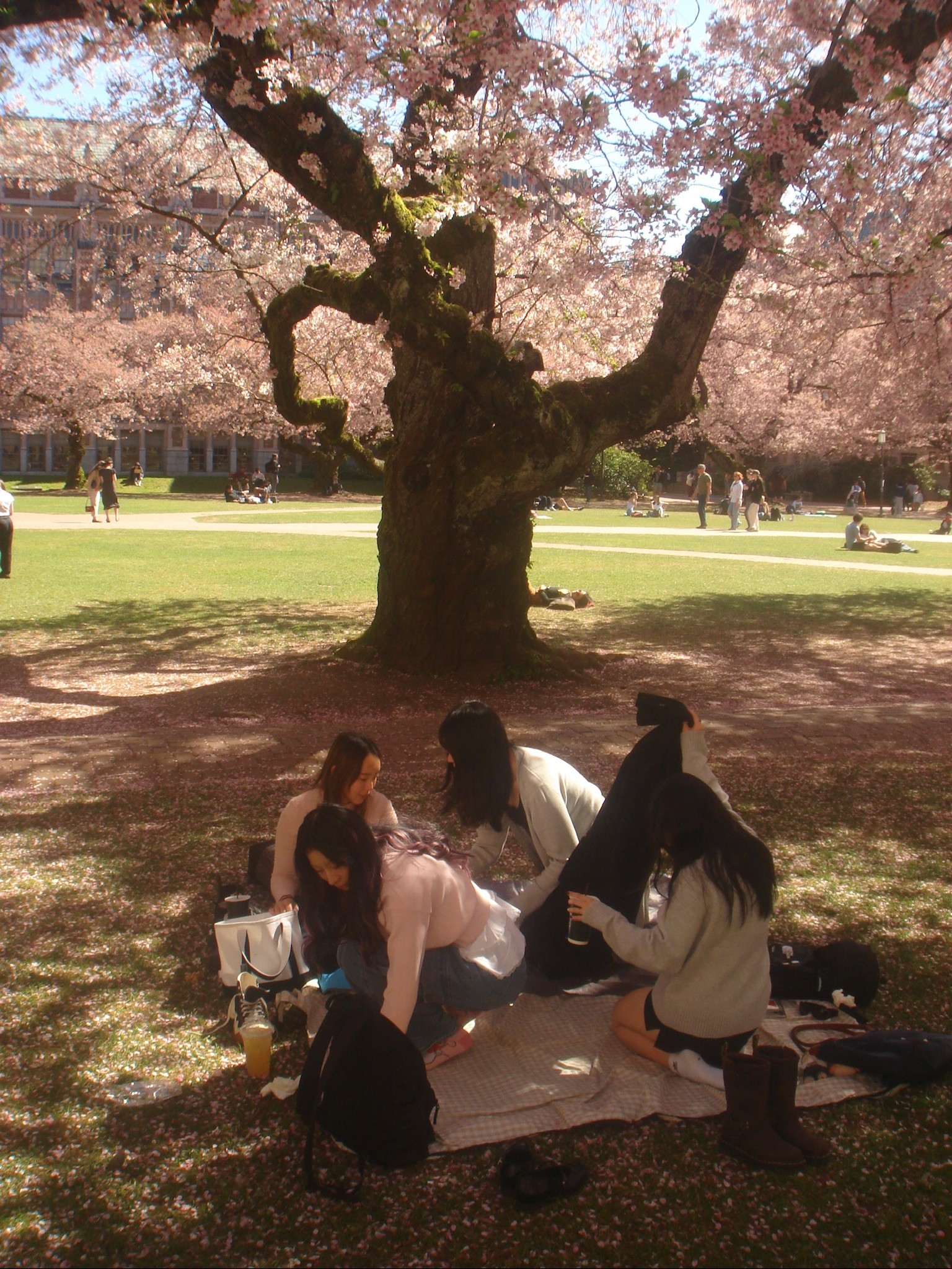 Picnic under a blossoming tree