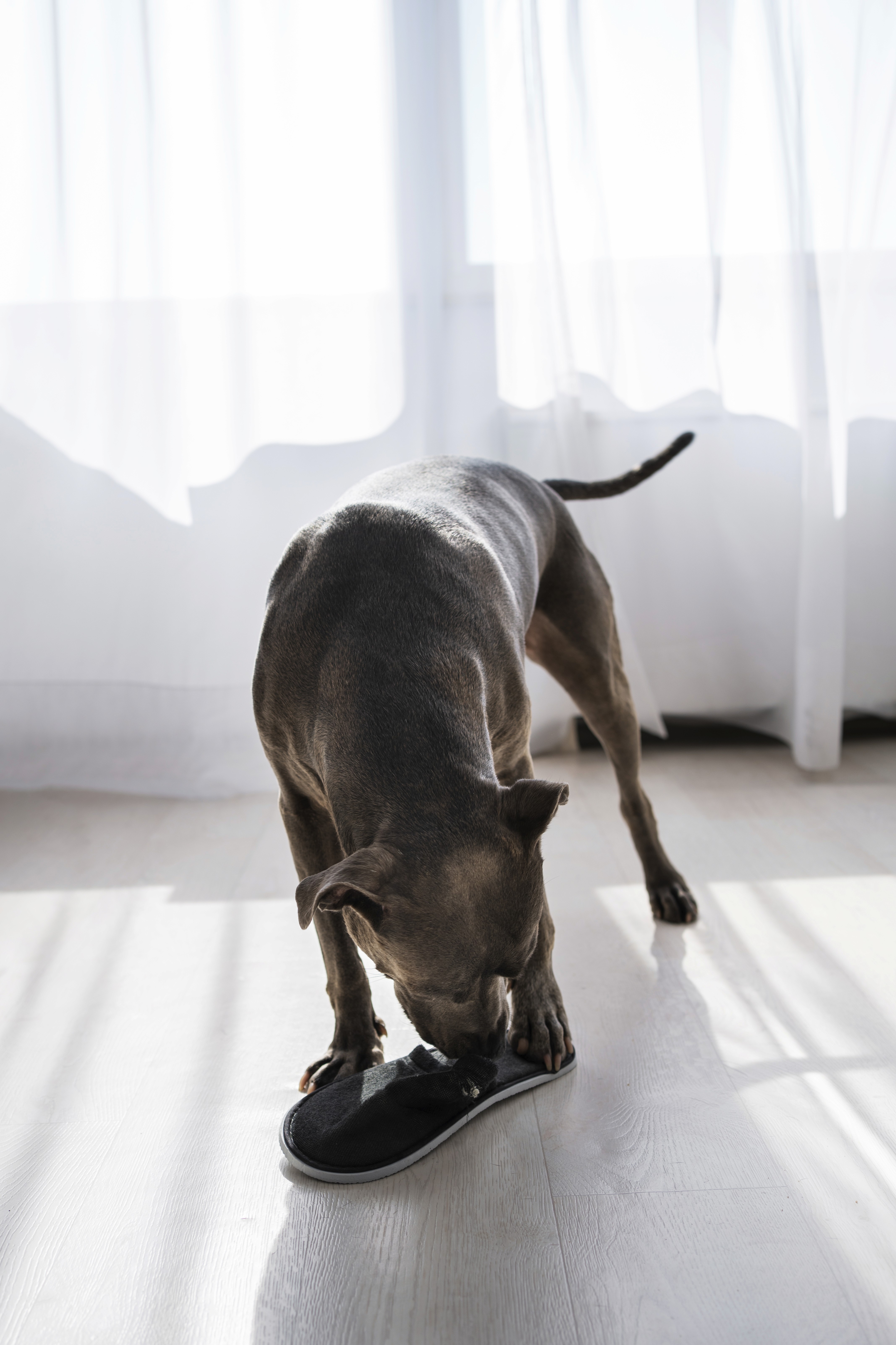 Pets bring scratches, spills and mess — durable, water-resistant hybrid flooring helps Brisbane homes stay calm and easy to live with.