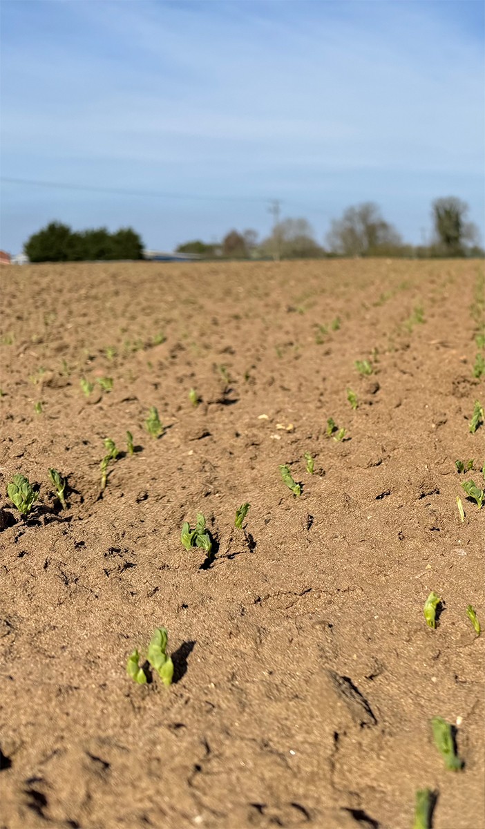 Rows of young pea seedlings just breaking through the surface of a flat, open field on a bright spring day.