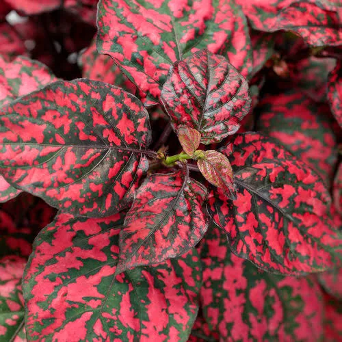 bosque rosa la serpiente