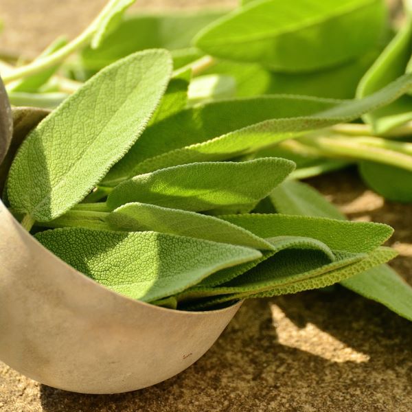 Salvia
