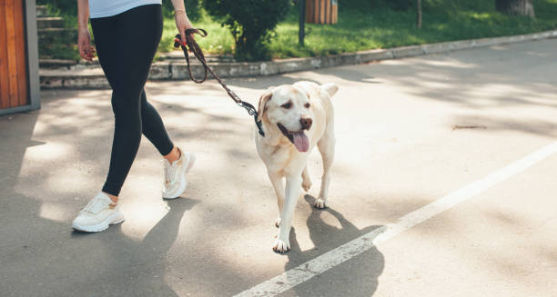 A dog enjoying the view during a dog walking session