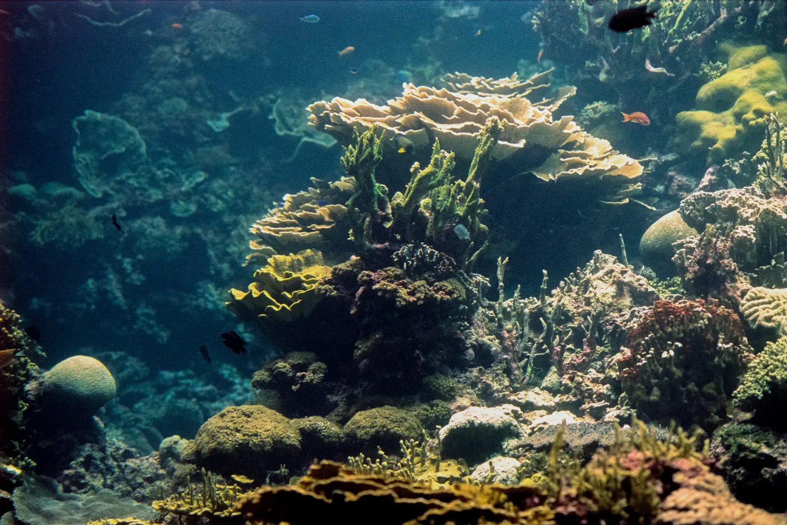Big coral underwater photo