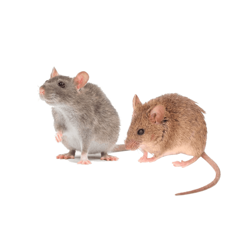 Muizen & rattenbestrijding