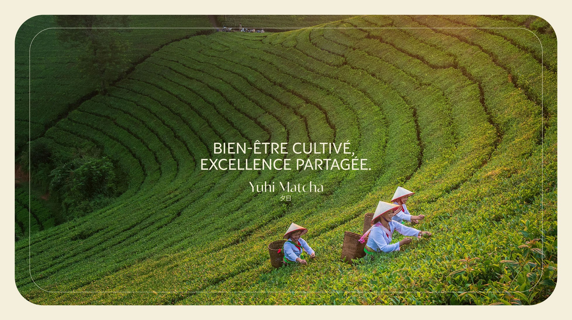 Bien-être cultivé. Excellence partagée. + photo de la récolte dans les champs de thé au Japon