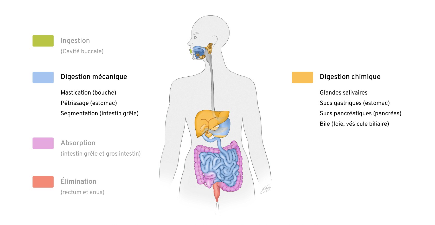 Illustration scientifique de la digestion chimique et mécanique par Élodie Ouellet-Belleau, illustratrice scientifique.