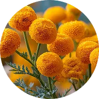 Stinknet weed in Arizona desert